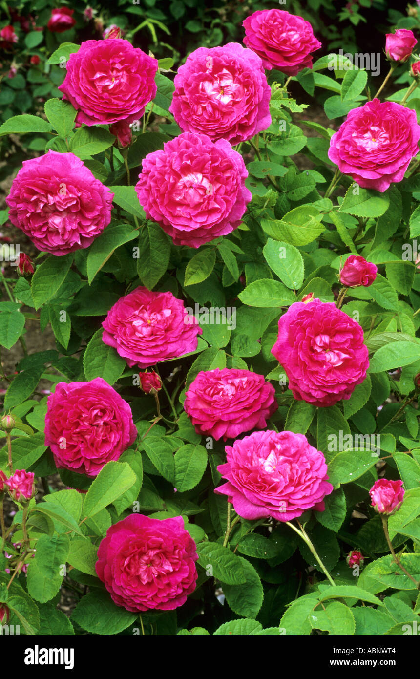 Rosa charles de mills rose immagini e fotografie stock ad alta risoluzione  - Alamy