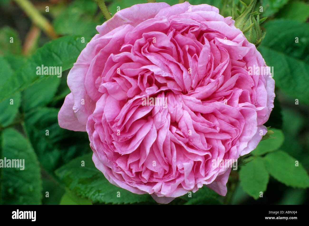 Rosa "Ville de Bruxelles" Foto Stock