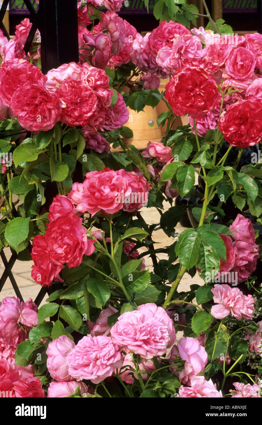 Rosa " Rosarium Uetersen', arrampicata Hybrid Tea Rose, rose rosse Foto Stock