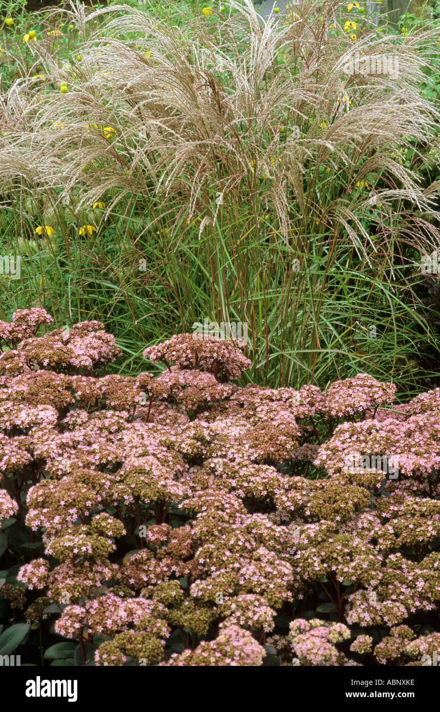 Sedum telephium Matrona e Stipa calamagrostis Foto Stock