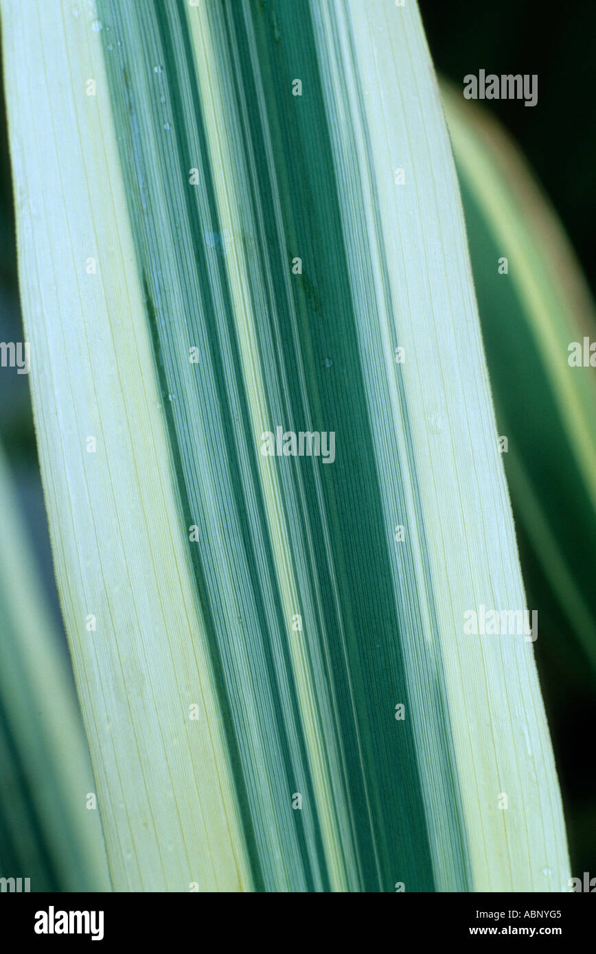 Arundo donax var versicolor syn Arundo donax 'Variegata', Giant Reed, erba, variegata erbe foglia Foto Stock