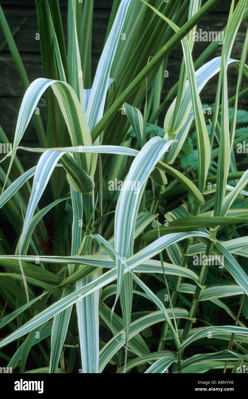 Arundo donax var versicolor syn Arundo donax 'Variegata', Giant Reed, erba, foglie variegato, fogliame, giardino di piante vegetali Foto Stock