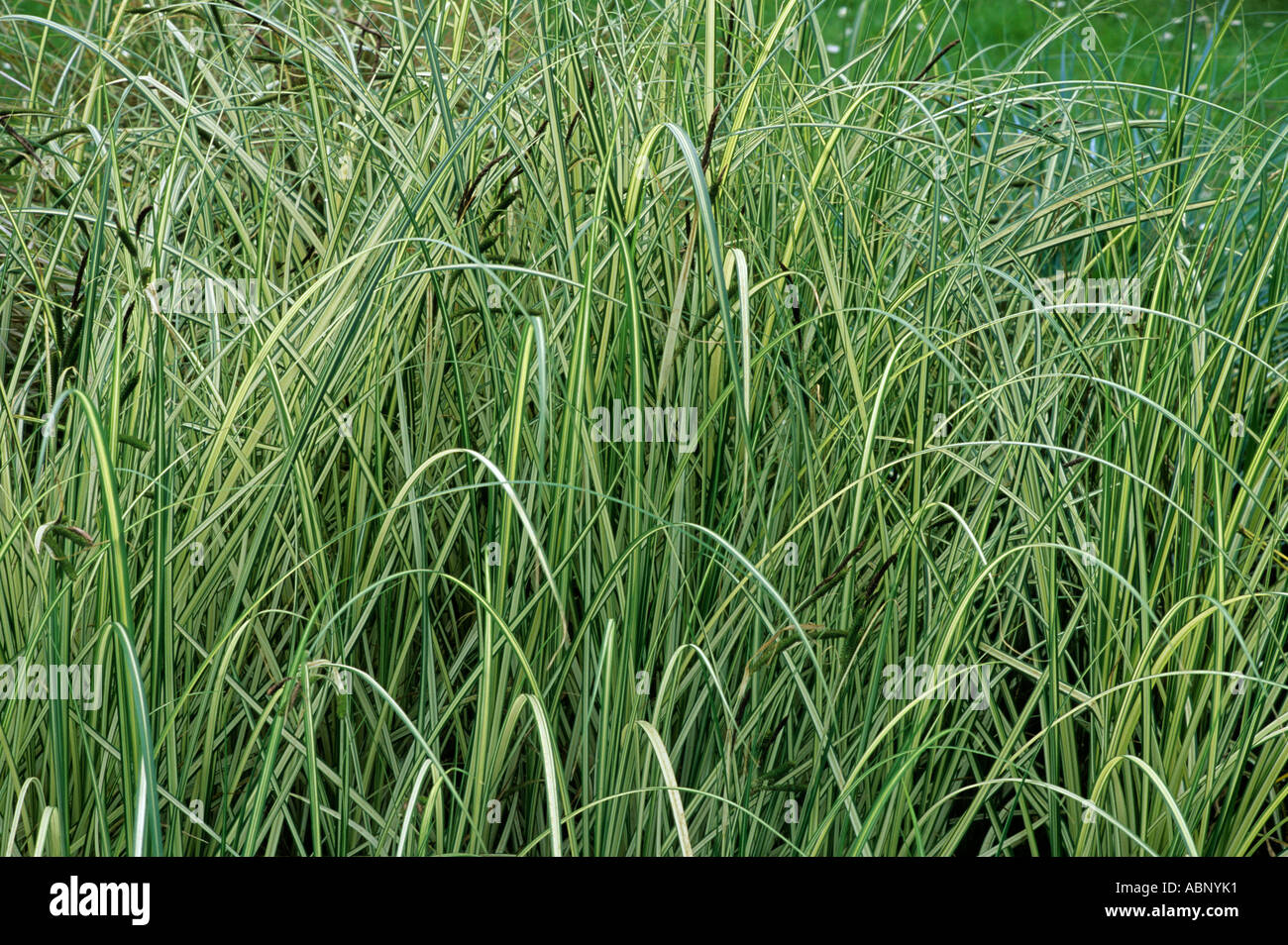 Carex kaloides , carici, fogliame pianta di giardino di erbe di erba Foto Stock