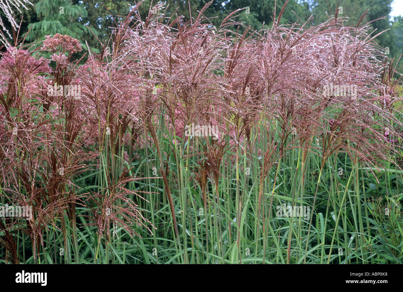 Miscanthus sinensis 'Malepartus', Colore di autunno, pianta di giardino, erba, fiori erbe Foto Stock