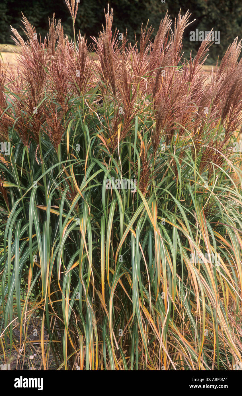 Miscanthus sinensis 'Malepartus' ,Novembre, Colore di autunno, pianta di giardino, erba Foto Stock