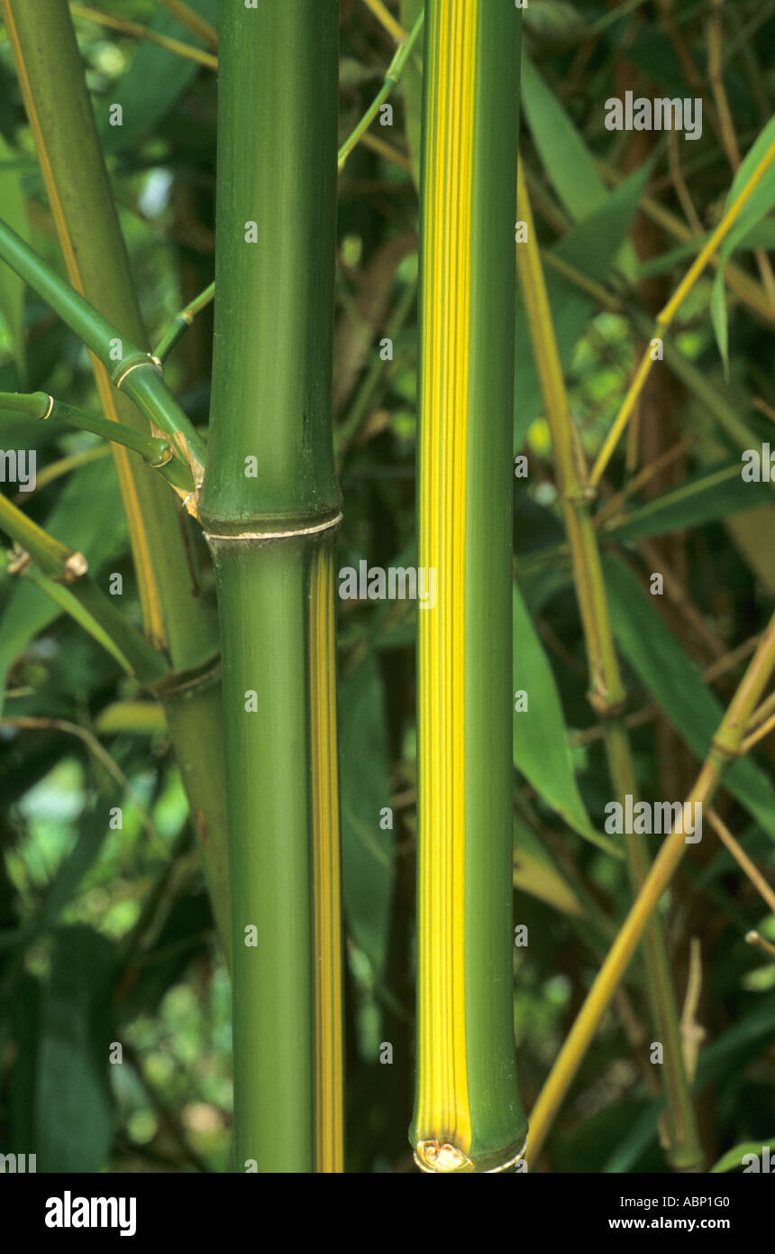 Phyllostachys bambusoides Castillonis "inversa", verde e giallo bamboo striato bambù Foto Stock