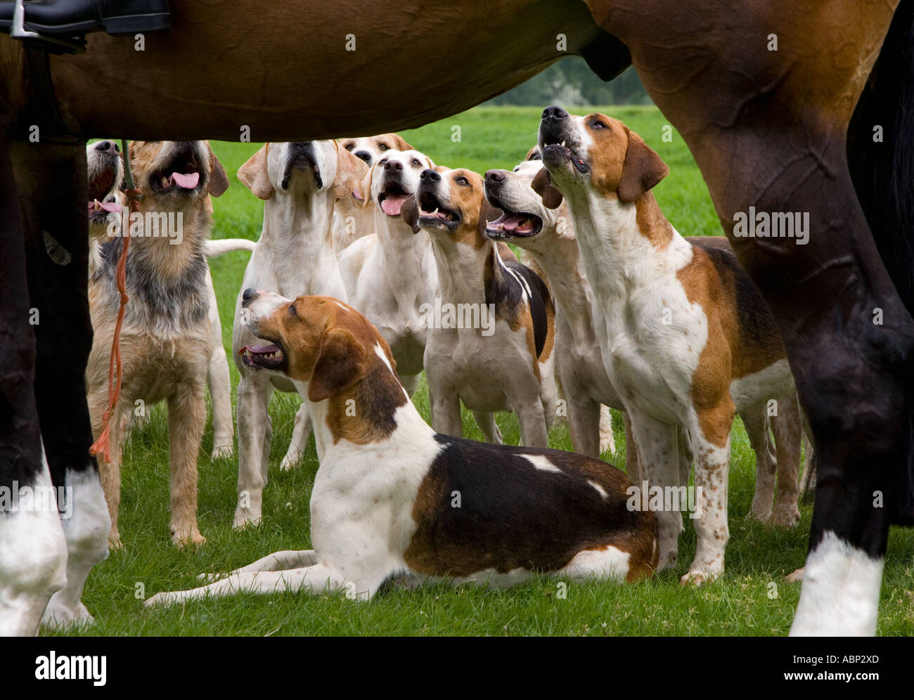 Foxhounds dal Craven caccia al Windsor Horse Show Berkshire può REGNO UNITO Foto Stock