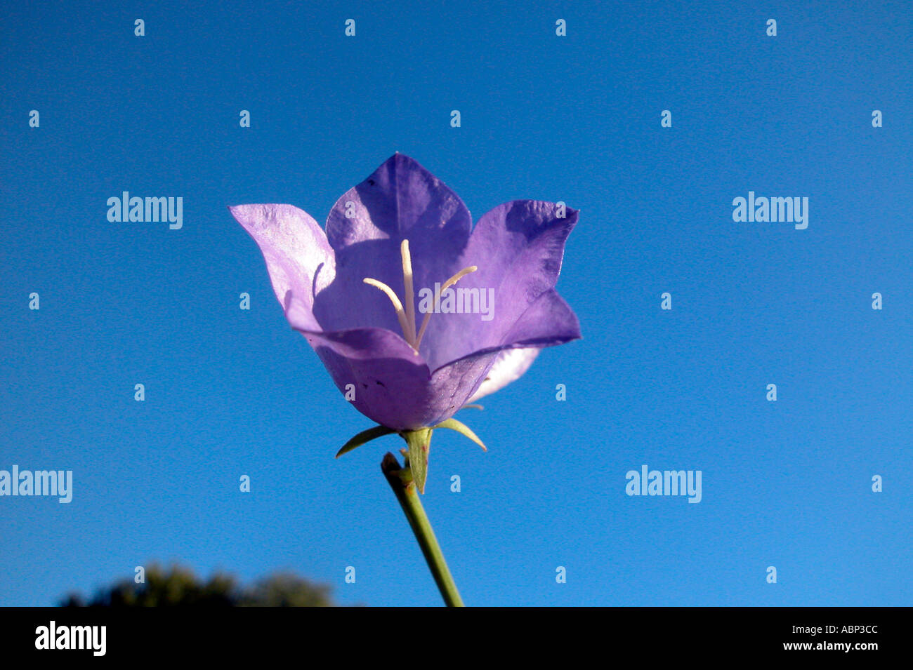 Campanula blu Foto Stock