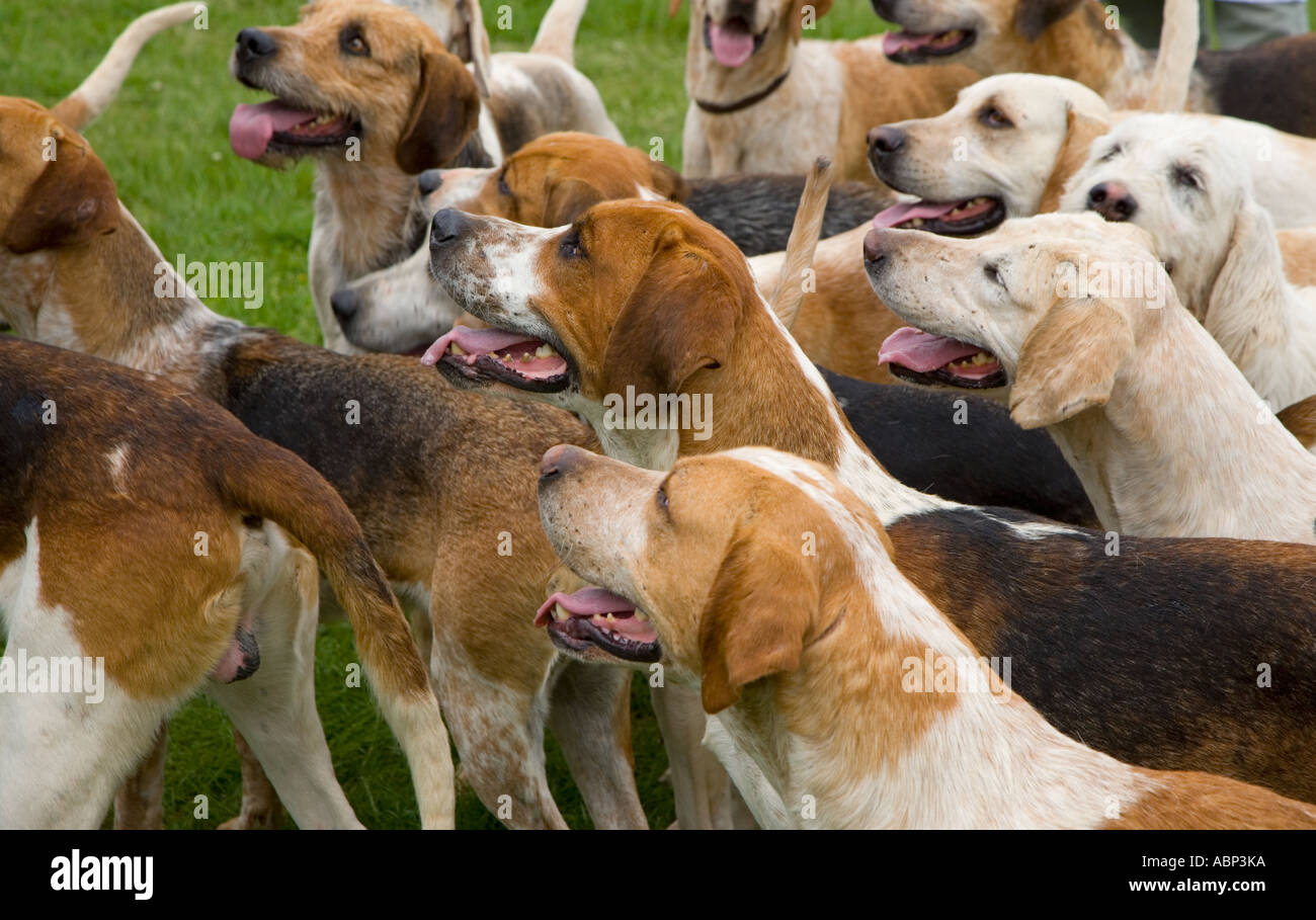 Foxhounds dal Craven caccia al Windsor Horse Show Berkshire può REGNO UNITO Foto Stock