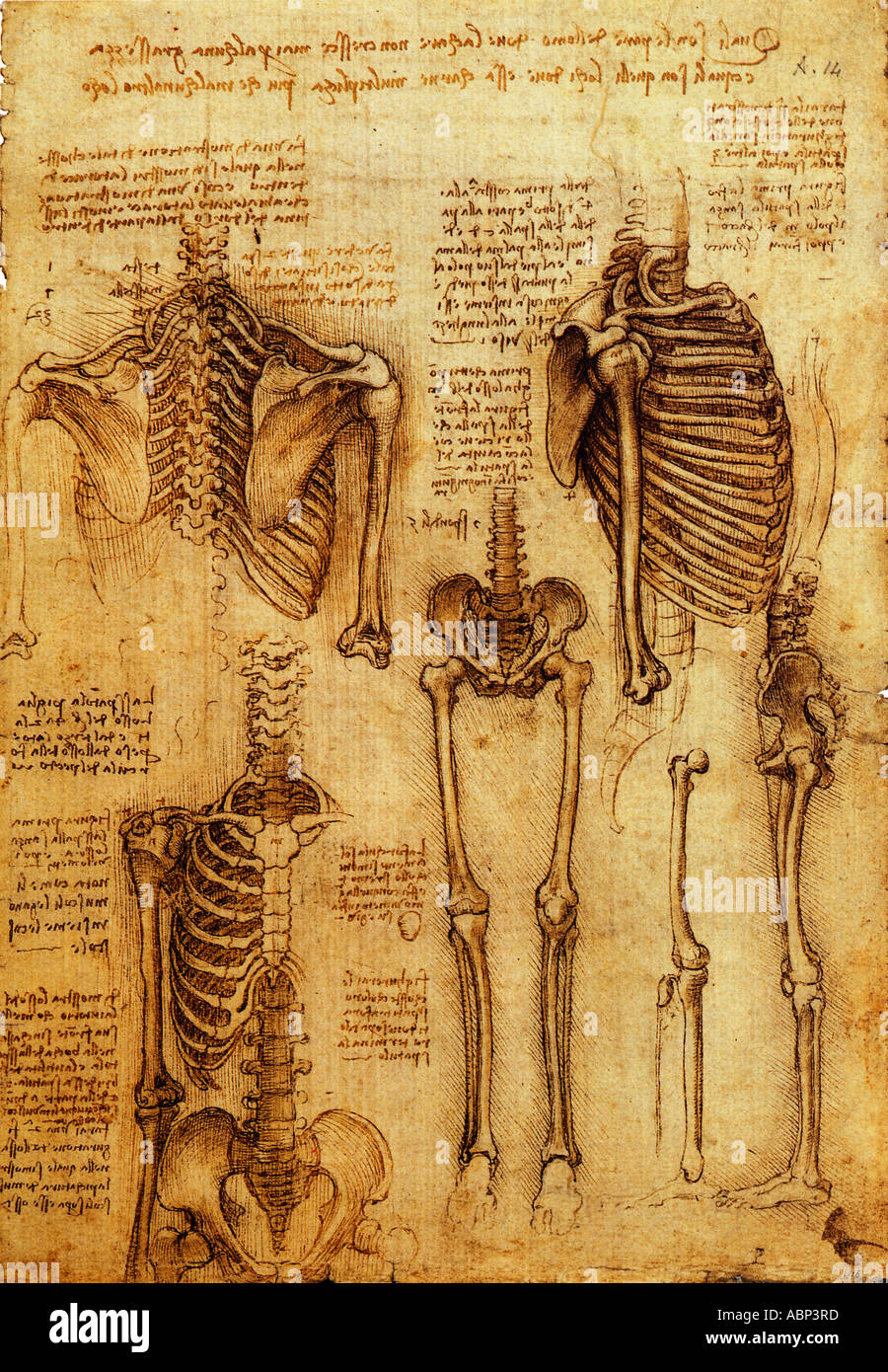 Leonardo da Vinci studi anatomici del sistema scheletrico Foto Stock