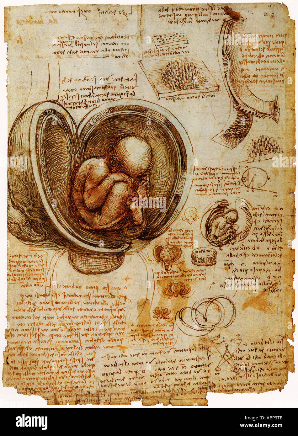 Studi di anatomia di sviluppo embrionale di Leonardo da Vinci Foto Stock