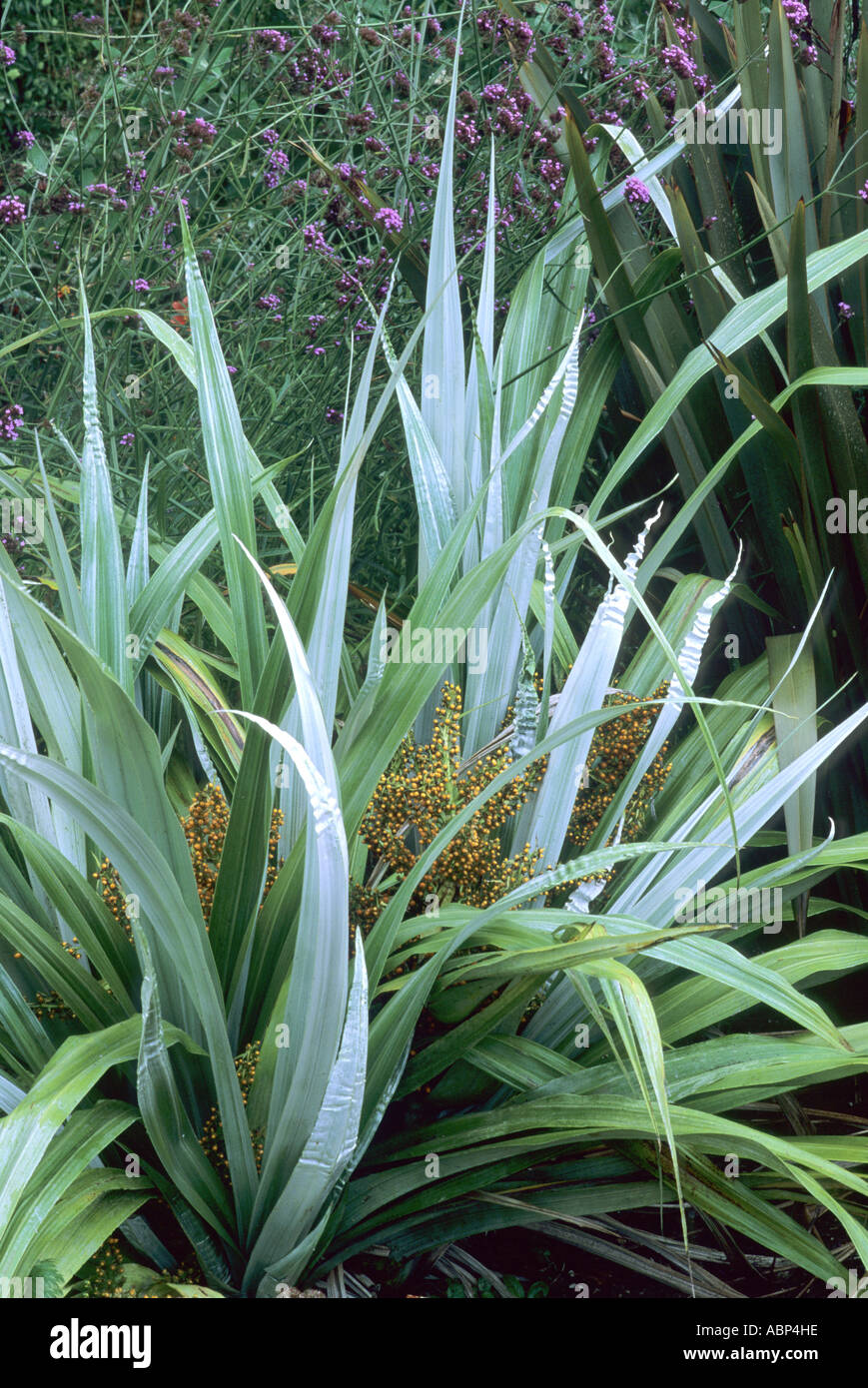 Astelia chathamica syn un c argento lancia in fiore Foto Stock
