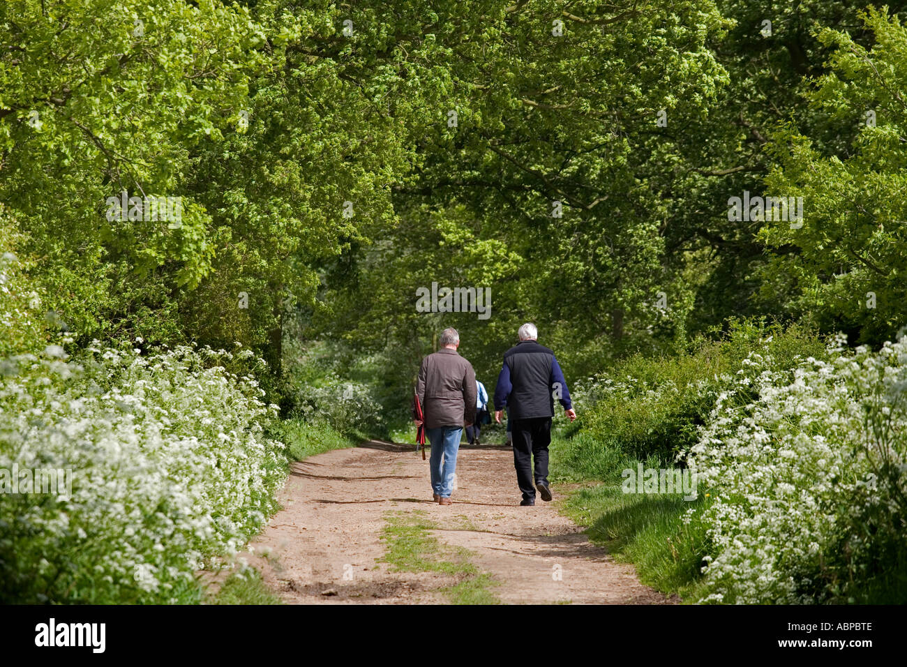 Centro anziani di passeggiare lungo un percorso a West Bergholt bluebell boschi, vicino a Colchester, la piu' antica citta' Brittanica registrata Foto Stock