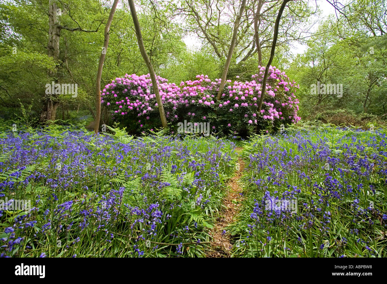 West Bergholt bluebell boschi. RHODODENDRON PONTICUM con fiori lilla, crescendo in un legno con Bluebells, HYACINTHOIDES NON SCRI Foto Stock