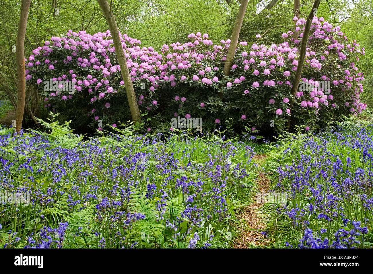 West Bergholt bluebell boschi. RHODODENDRON PONTICUM con fiori lilla, crescendo in un legno con Bluebells, HYACINTHOIDES NON SCRI Foto Stock