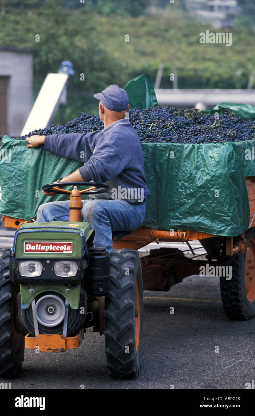 Le uve del vino Marzemino Foto Stock