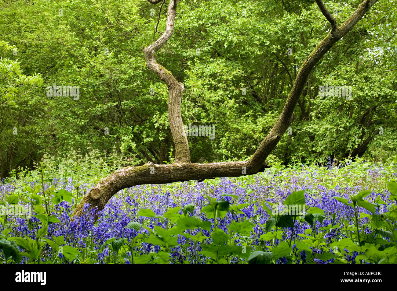 Bluebells a West Bergholt bluebell woods (Hill House,boschi) Foto Stock