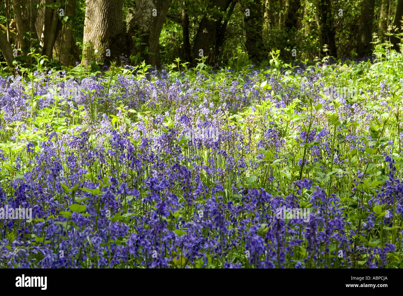 Un campo di bluebells a West Bergholt Bluebell Woods (Hillhouse,Woods) Foto Stock