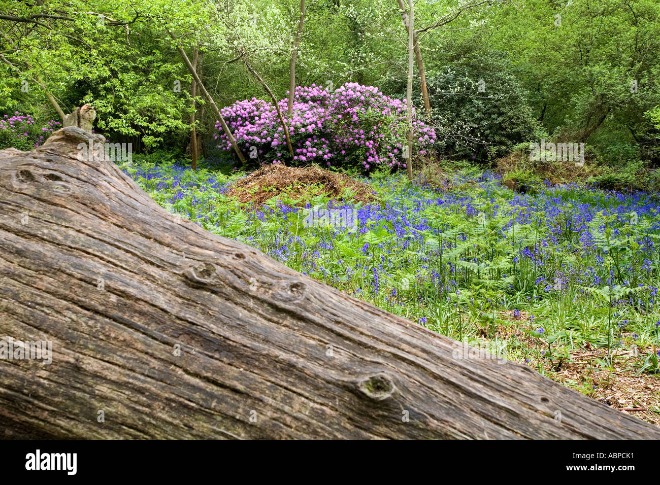 West Bergholt bluebell boschi. RHODODENDRON PONTICUM con fiori lilla, crescendo in un legno con Bluebells, HYACINTHOIDES NON SCRI Foto Stock