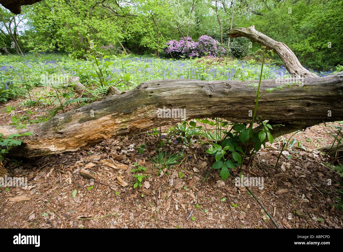 West Bergholt bluebell woods (Hill House,boschi) con albero caduto in primo piano Foto Stock