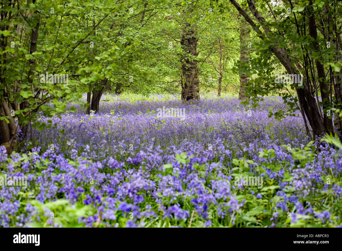 Un campo di bluebells a West Bergholt bluebell woods (Hill House,boschi) Foto Stock