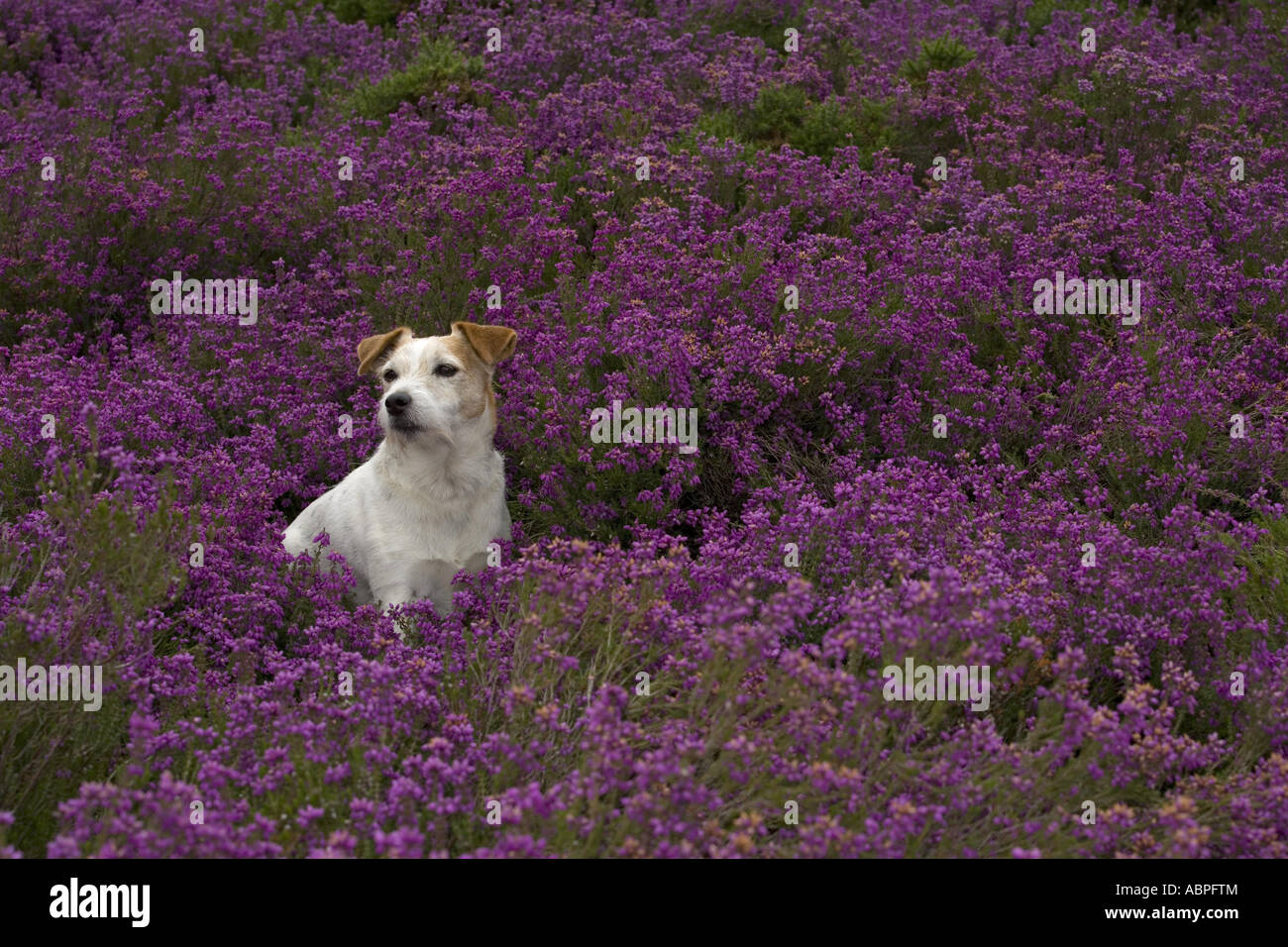 Jack Russell Terrier in Heather Foto Stock