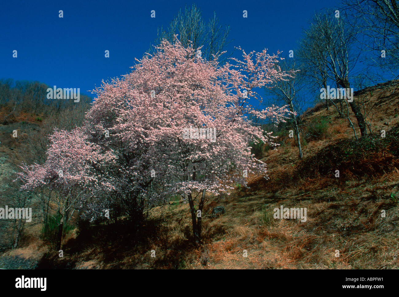 Viola Cherry Plum Tree, Prunus cerasifera var. atropurpurea. Su blossom Foto Stock