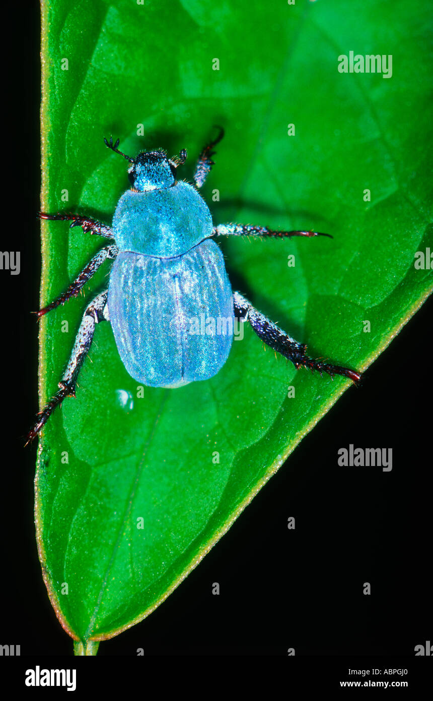 Il Cerulean Chafer Beetle, Hoplia caerulea. Sulla lamina Foto Stock