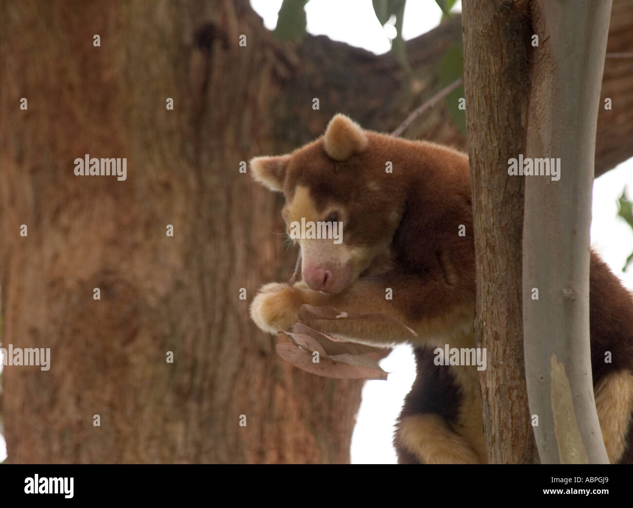 Tree kangaroo presso lo zoo di Adelaide, Australia del Sud Foto Stock
