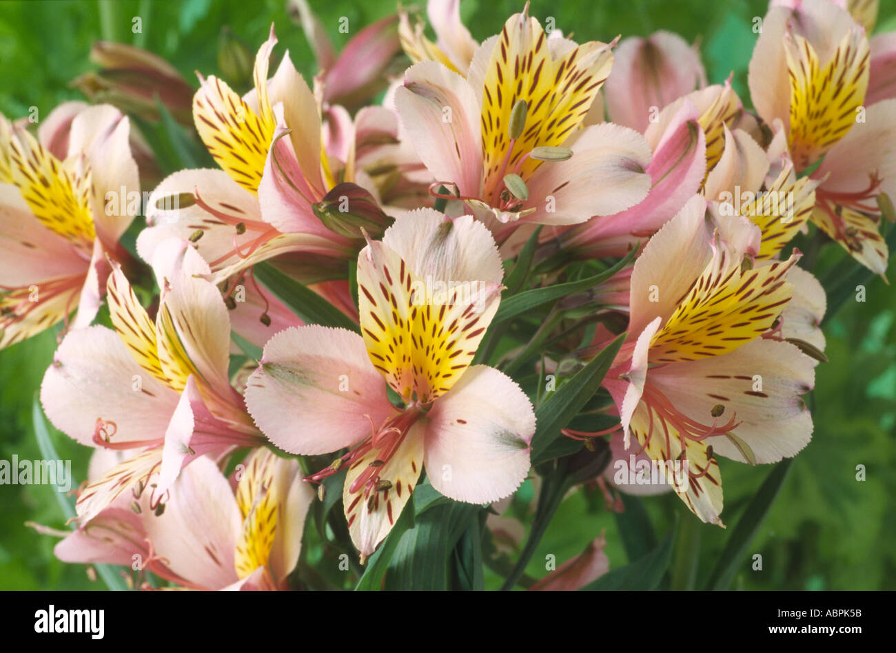 Alstroemeria 'Stablaco' syn. Diana Principessa di Galles. Giglio peruviano Foto Stock