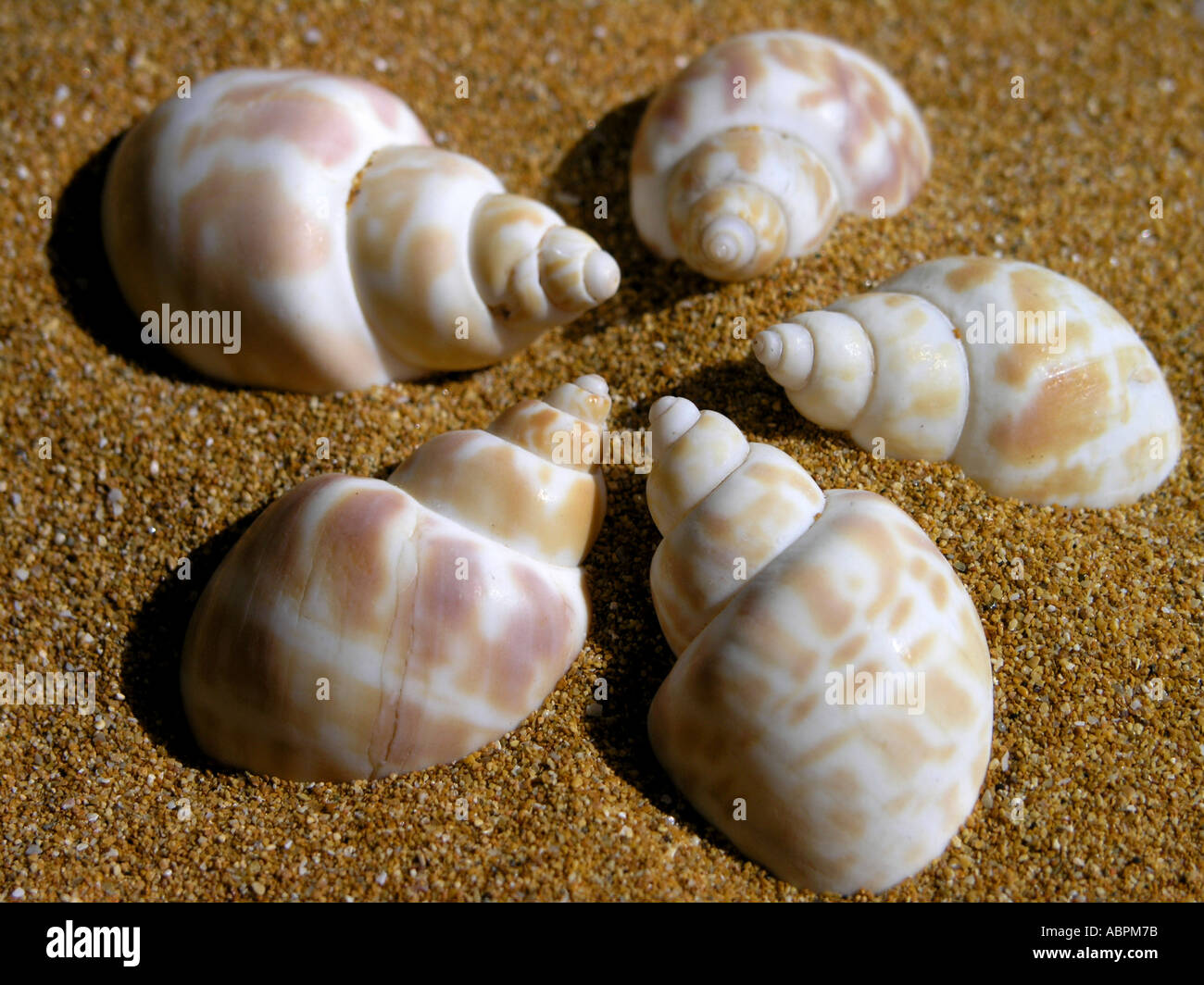 5 Gusci piuttosto in un cerchio Foto Stock