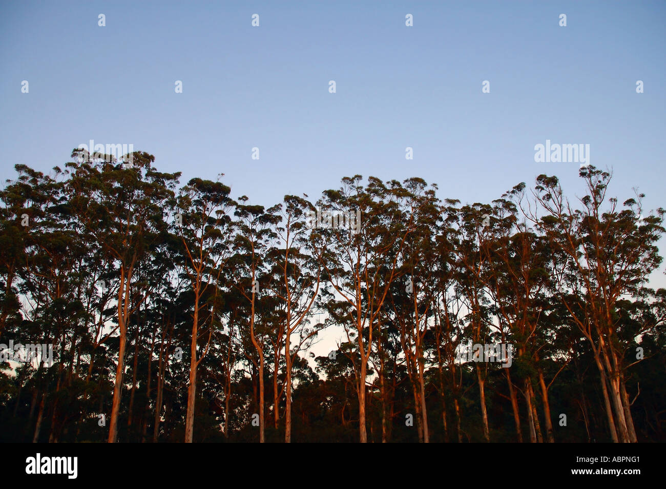 Alba luce su magnifici alberi karri Eucalyptus diversicolor nelle foreste vicino alla Danimarca del Sud Australia Occidentale Foto Stock