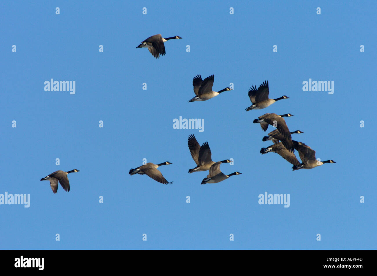 Oche del Canada Branta canadensis volare in formazione sopra una zona umida del Michigan Foto Stock