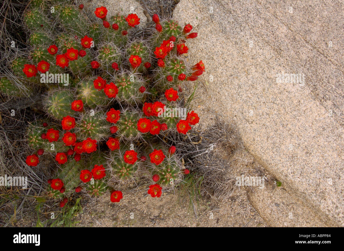 Un cluster di claret cup cactus cresce in un piccolo canyon di roccia a Joshua Tree National Park in California Foto Stock