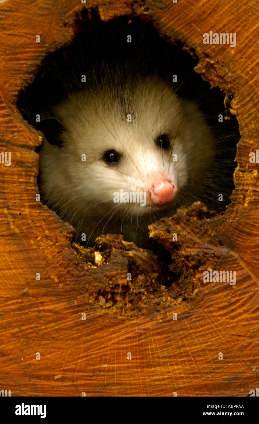 Un opossum esplora una cavità ad albero Foto Stock