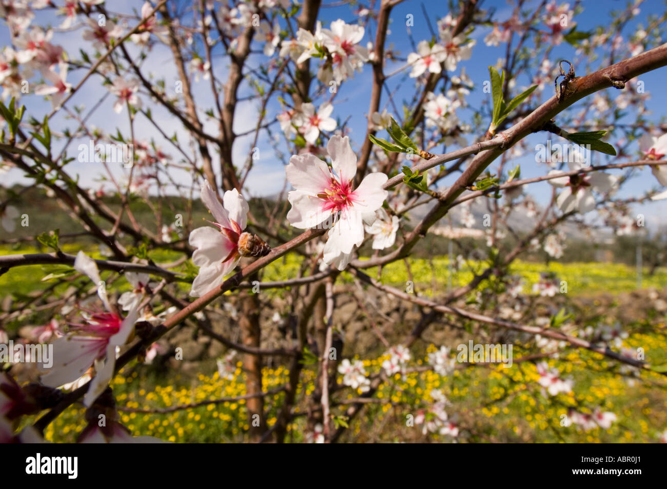 L'Italia. Sardegna. Mandorlo fiorisce in primavera. Foto Stock