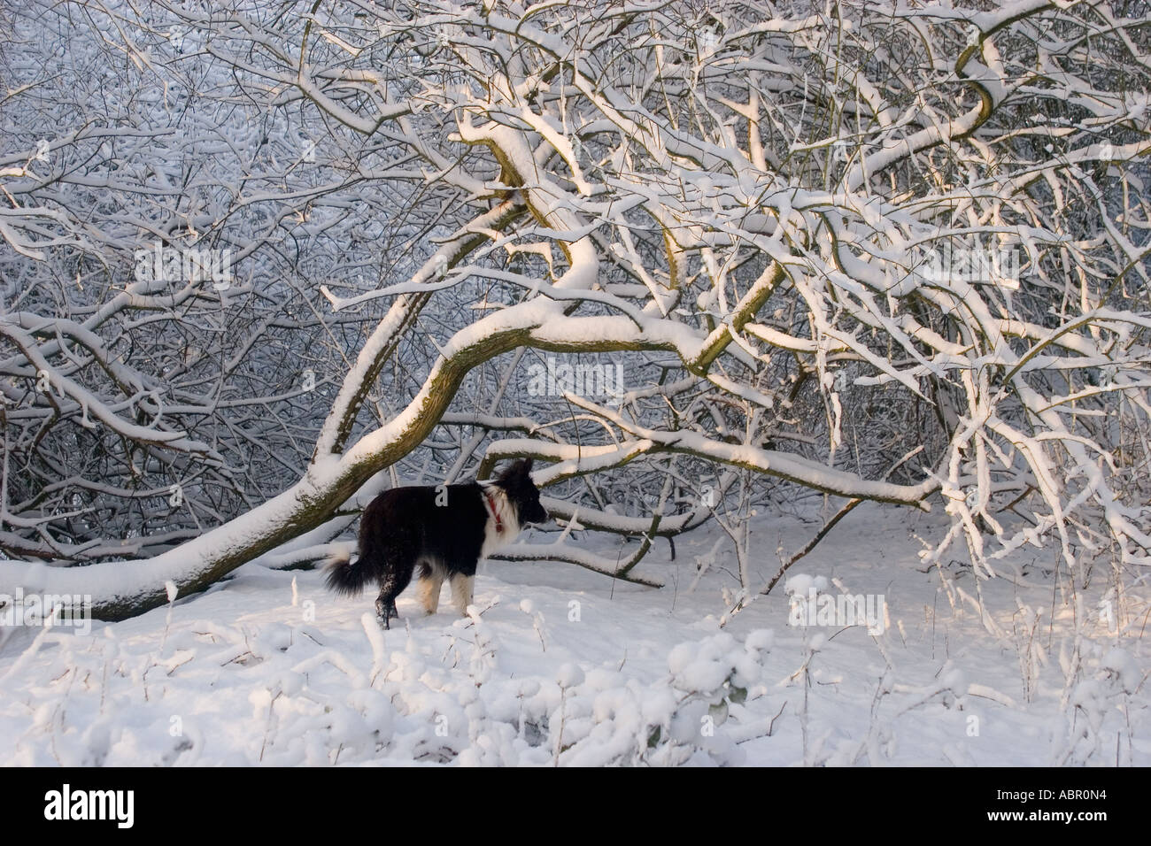 Border Collie accanto all albero caduto in inverno la neve campagna Kent REGNO UNITO Foto Stock
