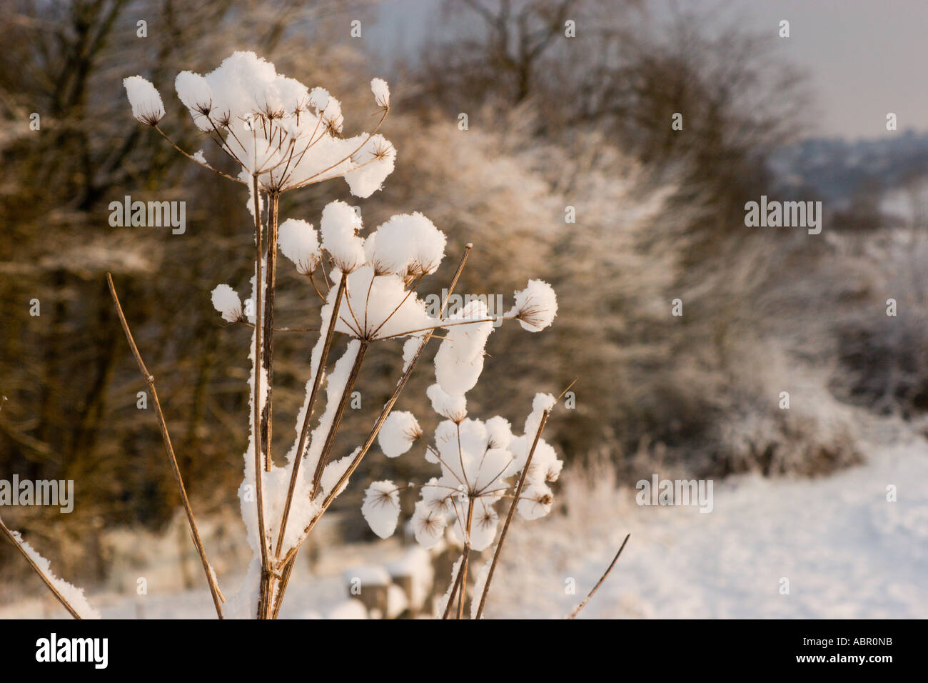 Neve sulla mucca gambi di prezzemolo in campagna invernale England Regno Unito Foto Stock