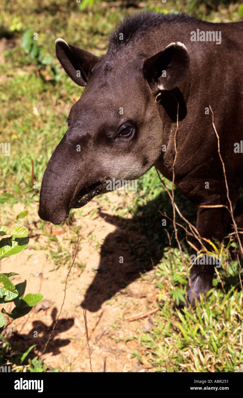 Amazon tapirs immagini e fotografie stock ad alta risoluzione - Alamy