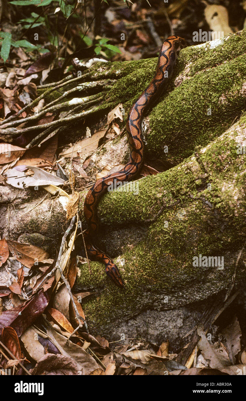Maraca Riserva Biologica, stato di Roraima, Brasile. Rainbow boa snake ai piedi di un albero della foresta pluviale. Foto Stock