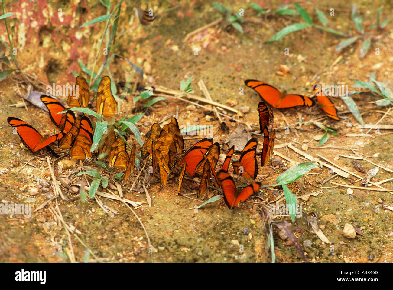 Para stato, Brasile. Dryas iulia heliconid butterfly con il rosso e il nero ali; A-Ukre, Xingu Area indigena. Foto Stock