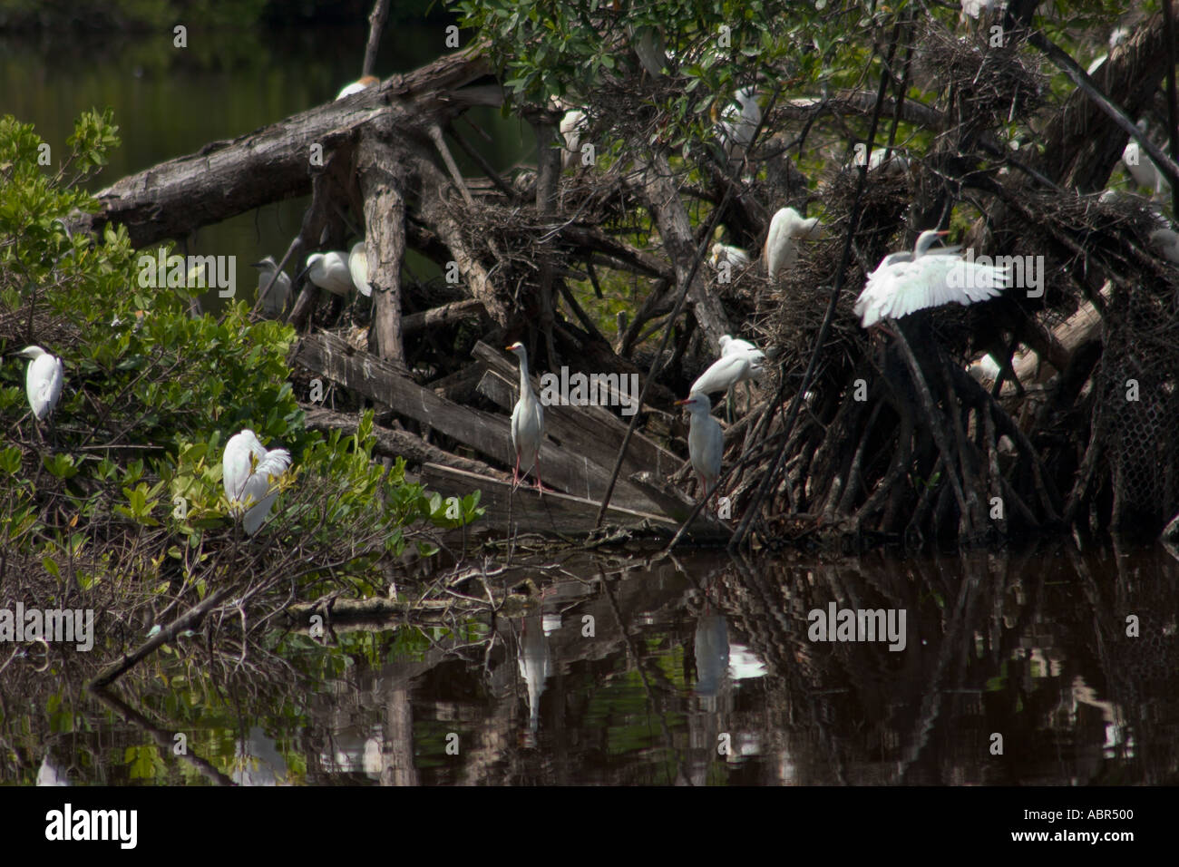 Snowy Egrets a Graeme Hall palude e la Riserva Naturale di Barbados Foto Stock