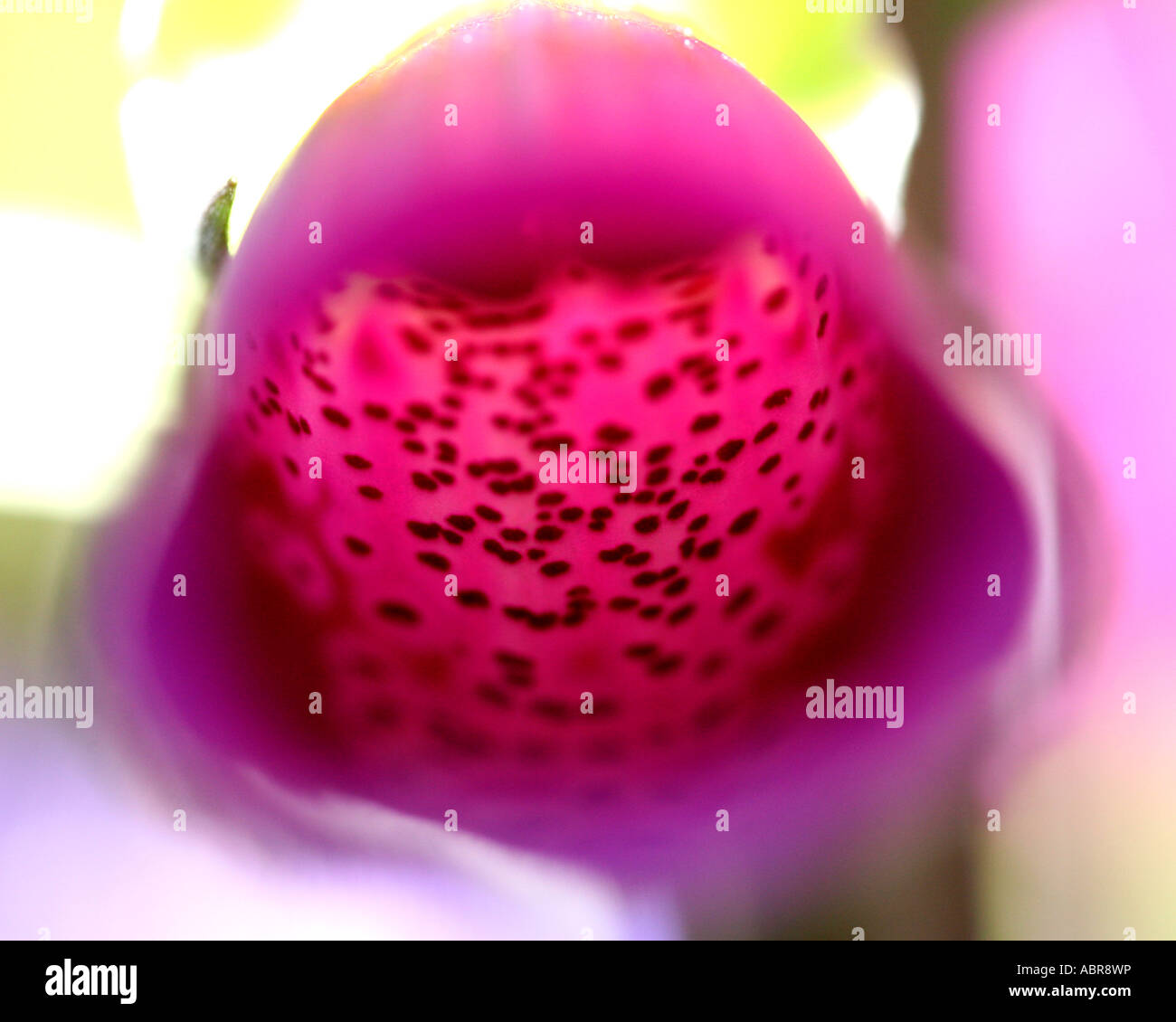 Close-up di un singolo foxglove bloom Foto Stock