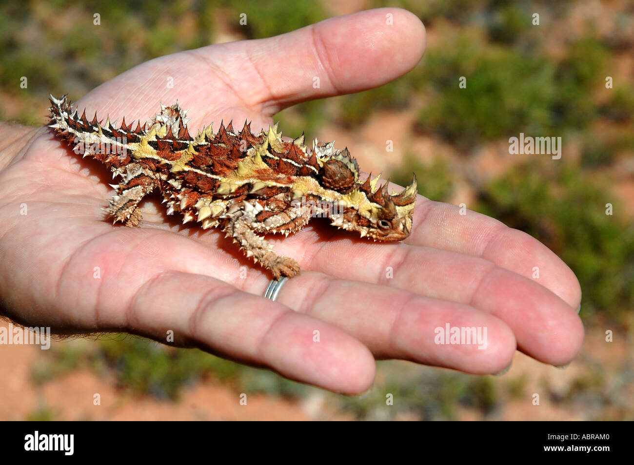 Diavolo spinoso Moloch horridus un insolito zona arida drago lizard vicino a Coral Bay Australia Occidentale Foto Stock