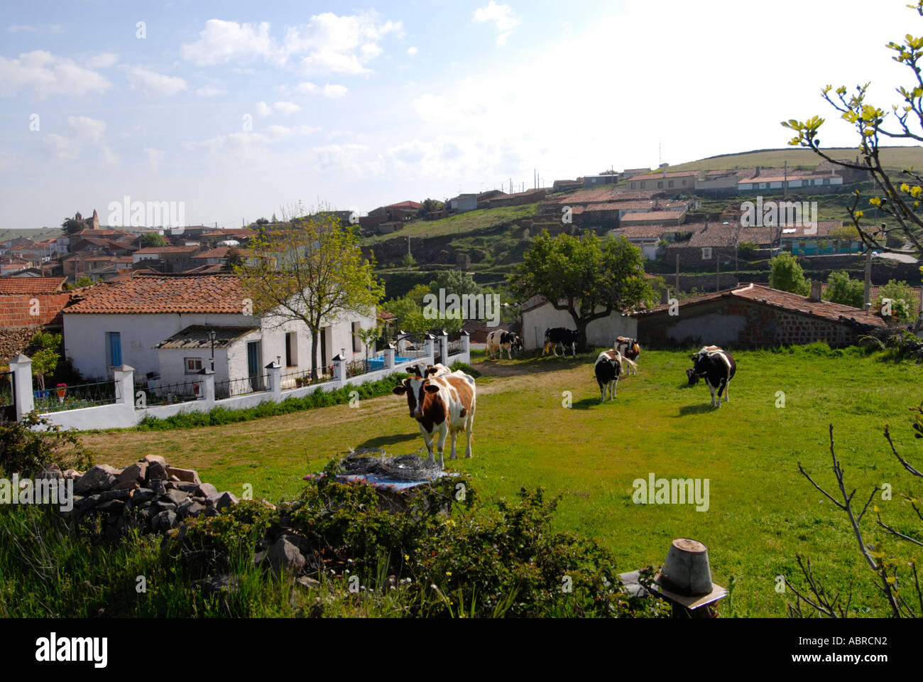 Imprenditore tenendo il suo latte di mucche al pascolo nelle zone rurali di Castilla y Leon Spagna Foto Stock