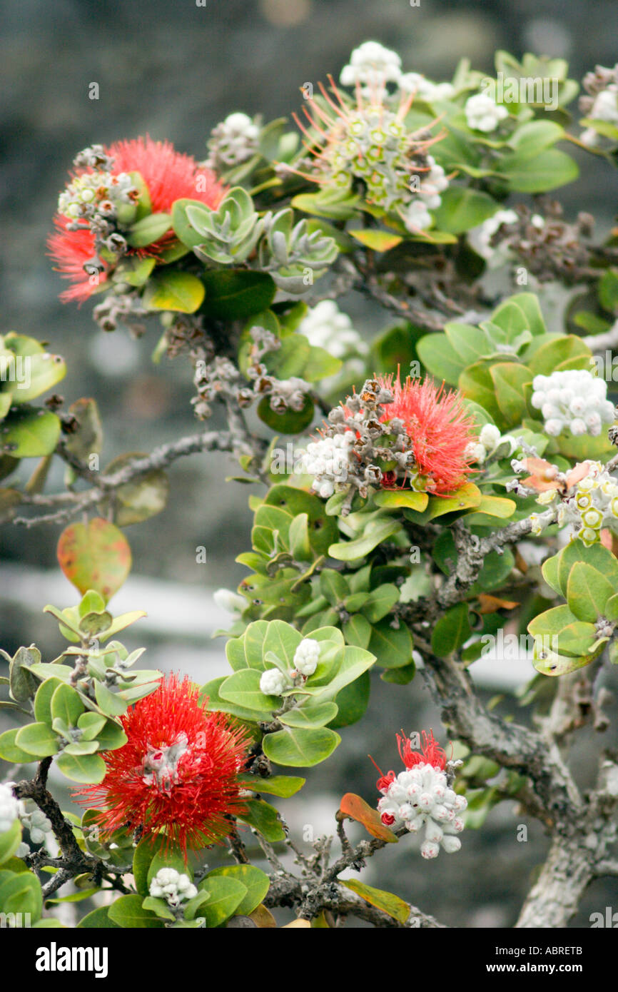 "Ohia lehua cespugli che crescono in un ricco di minerali sul crack balsaltic lava, vulcano Kilauea, Parco Nazionale dei Vulcani delle Hawaii Foto Stock