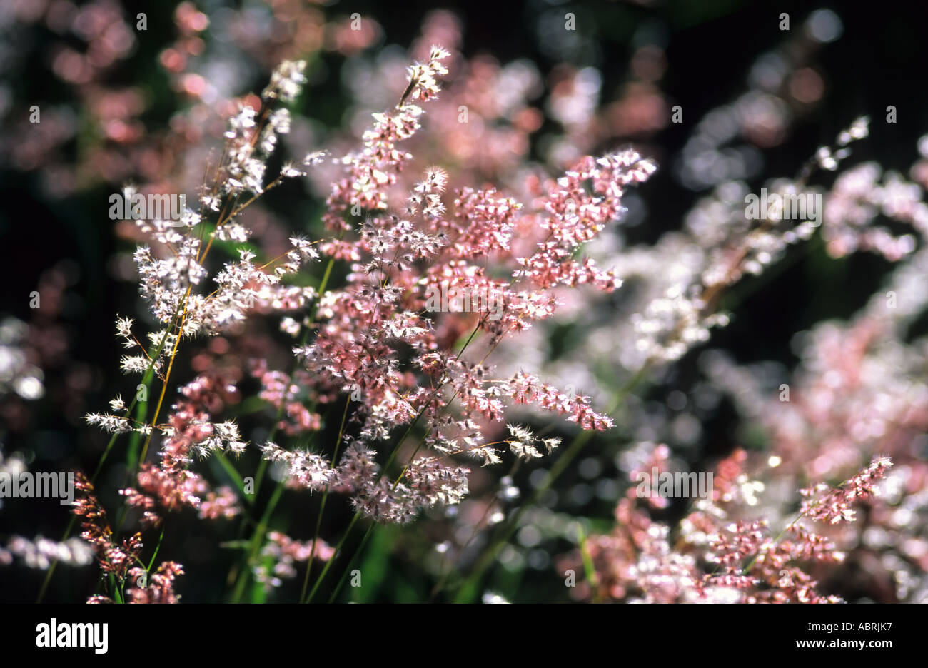 Natal retroilluminato rosso erba superiore (Melinis repens) Foto Stock