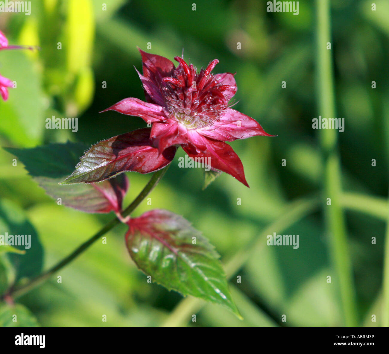 BEEBALM MONARDA DIDYMA COLRAIN 'Red' Foto Stock