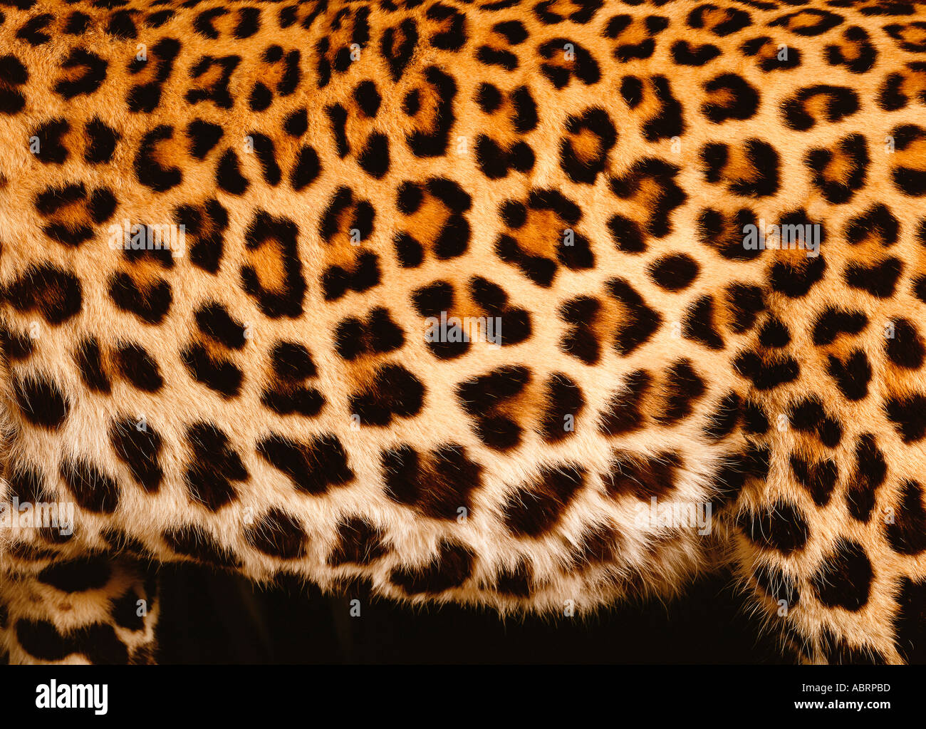 In prossimità dei punti di Leopard Foto Stock