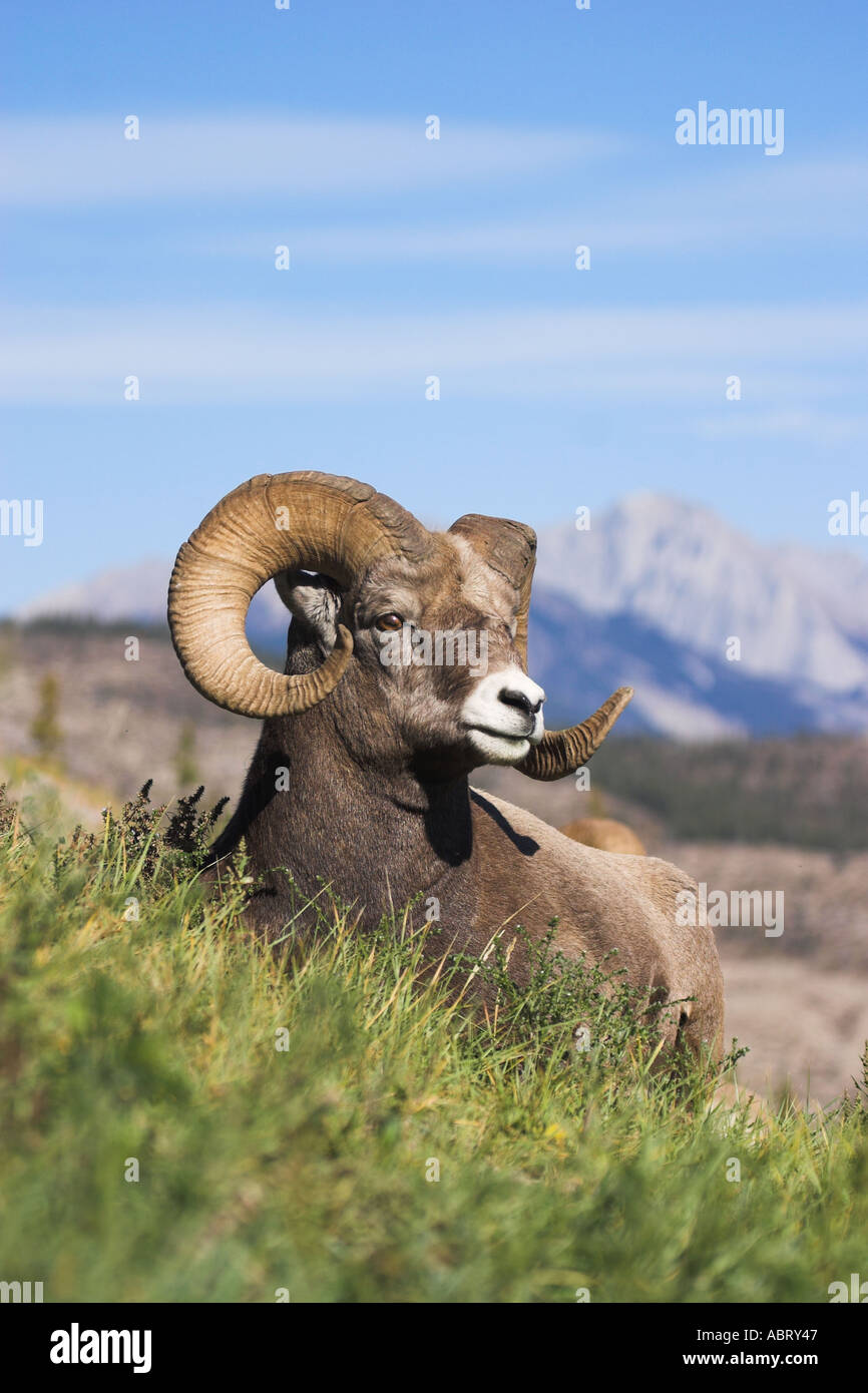 Rocky Mountain Bighorn giacente in erba con uno sfondo montano Foto Stock